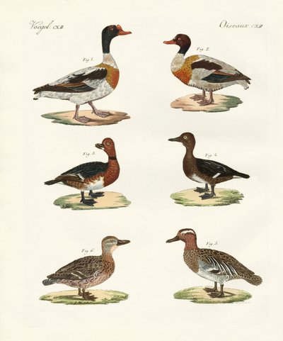 Schöne Enten von German School