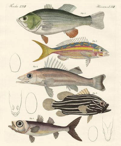 Schöne Fische von German School
