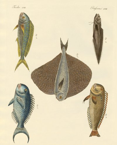 Schöne Fische von German School