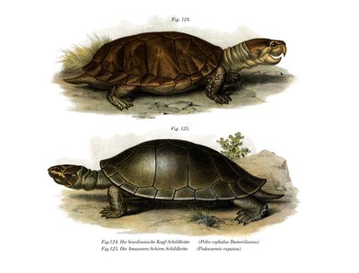Großköpfige Amazonas-Flussschildkröte von German School