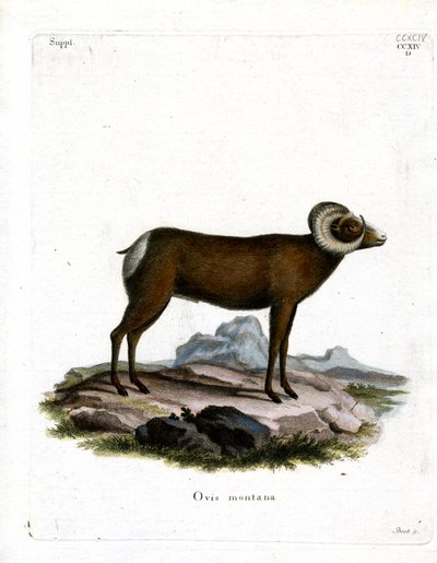 Dickhornschaf von German School