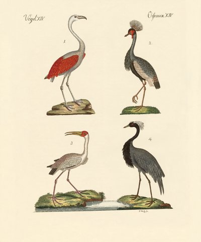 Vögel aus heißen Ländern von German School