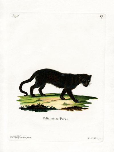 Schwarzer Leopard von German School