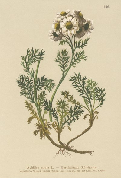 Schwarze Schafgarbe (Achillea atrata) von German School