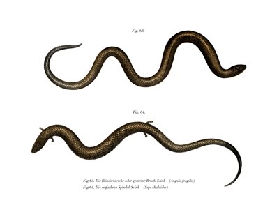 Blindschleiche von German School