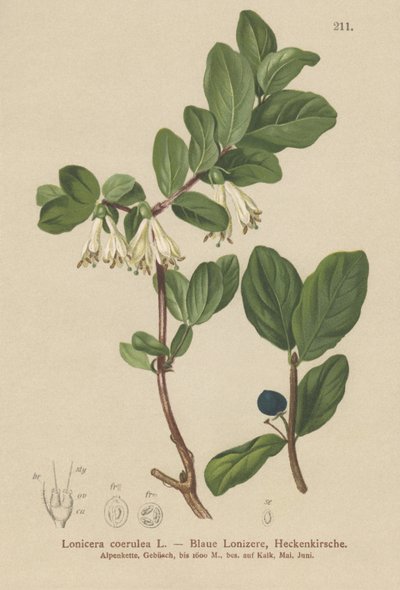 Blaue Heckenkirsche (Lonicera caerulea, Lonicera coerulea) von German School