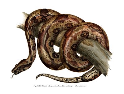 Boa Constrictor von German School