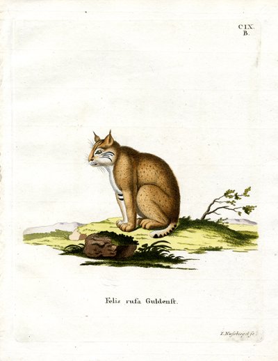 Rotluchs von German School