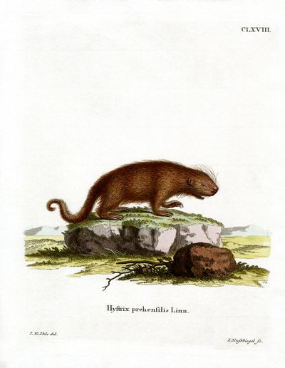 Brasilianisches Stachelschwein von German School