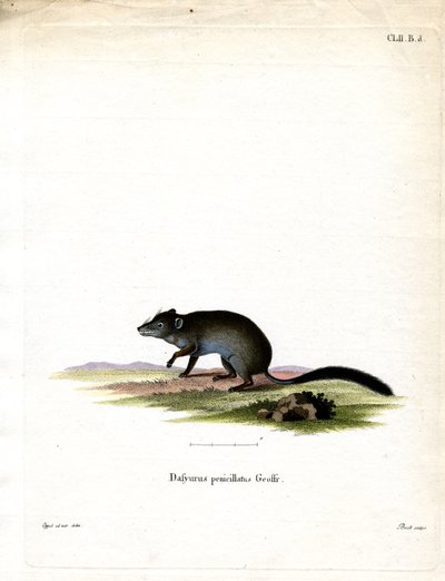 Pinselschwanz-Phascogale von German School