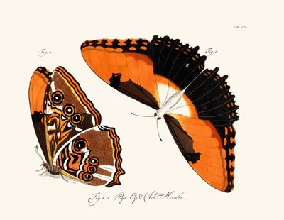 Schmetterlinge von German School