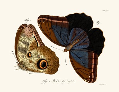 Schmetterlinge von German School