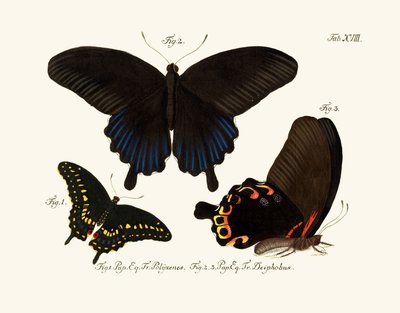 Schmetterlinge von German School