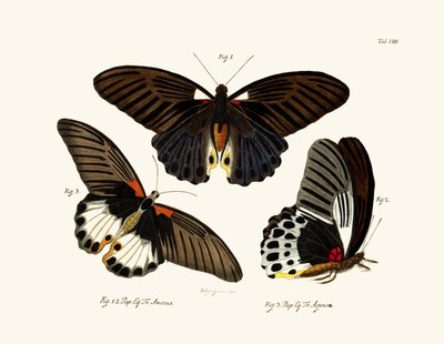 Schmetterlinge, 1783-1806 von German School