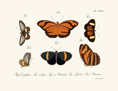 Schmetterlinge, 1783-1806 von German School