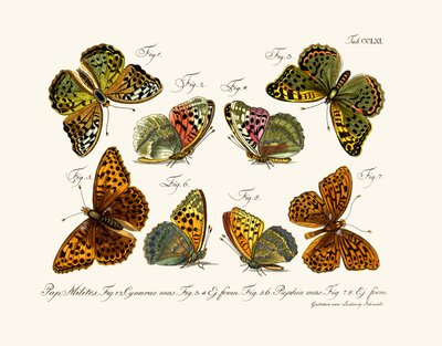 Schmetterlinge, 1783-1806 von German School