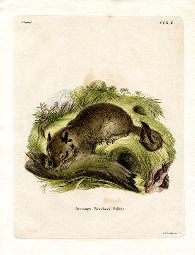 Kalifornisches Erdhörnchen von German School