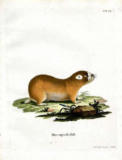 Kap-Maulwurfsratte von German School
