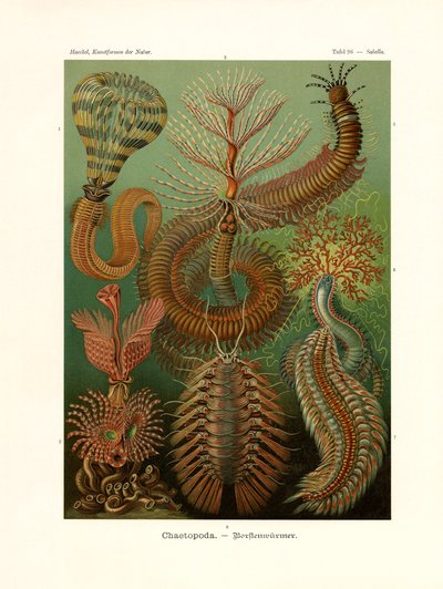 Chaetopoda von German School