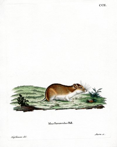 Chinesischer Streifenhamster von German School