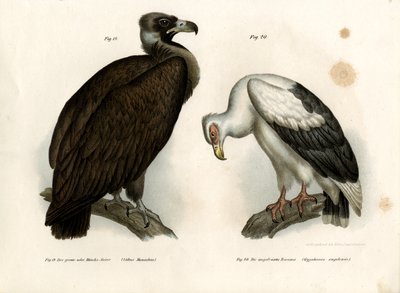 Mönchsgeier, 1864 von German School