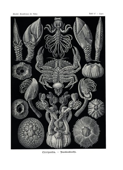 Cirripedia von German School