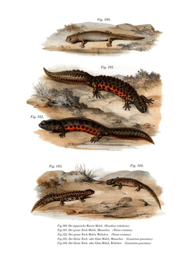 Gefleckte Salamander von German School