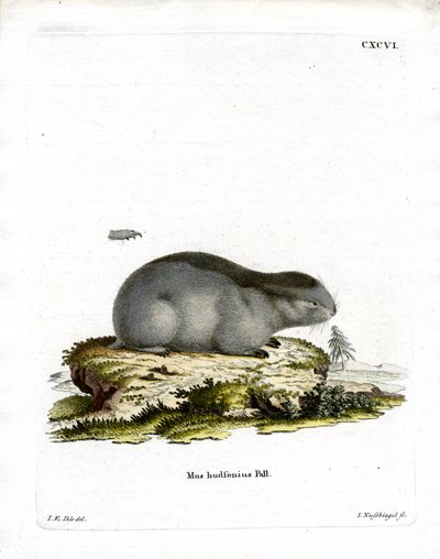Kragenlemming von German School