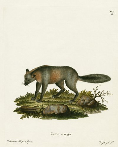 Kreuzfuchs von German School