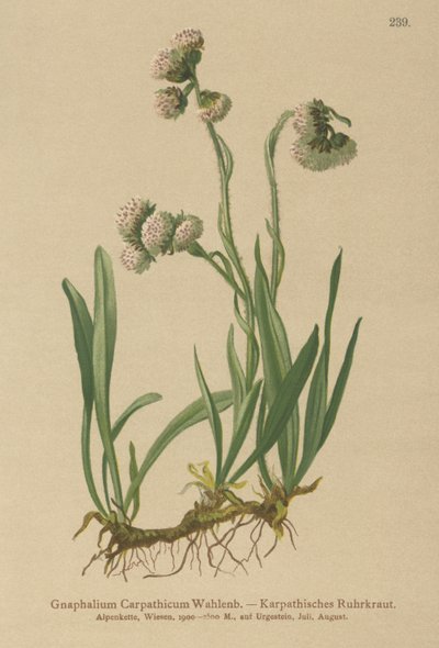 Ruhrkraut (Gnaphalium carpathicum) von German School