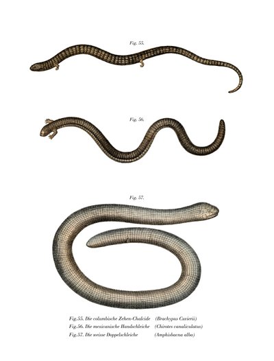 Cuviers Bachia (Farblithografie) von German School