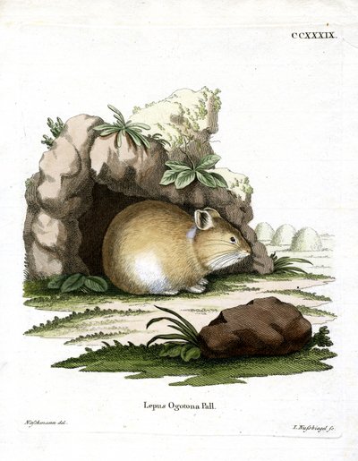 Daurischer Pfeifhase von German School