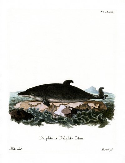 Delfin von German School