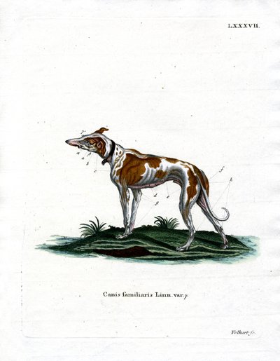 Haushund von German School
