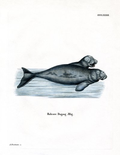 Dugong von German School