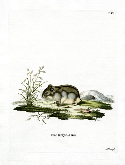 Dschungarischer Zwerghamster von German School