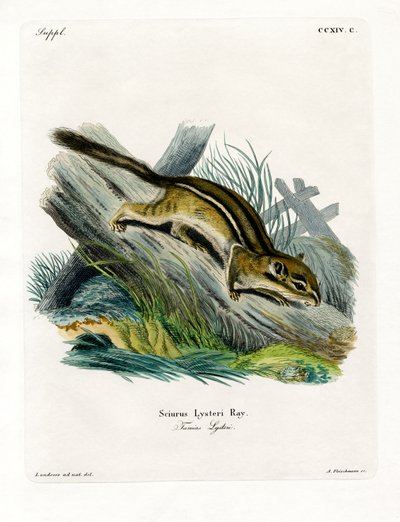 Östliches Streifenhörnchen von German School
