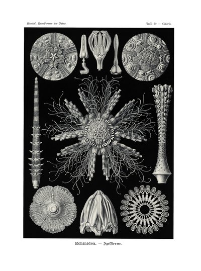 Echinidea von German School