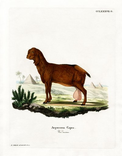 Ägyptische Ziege von German School
