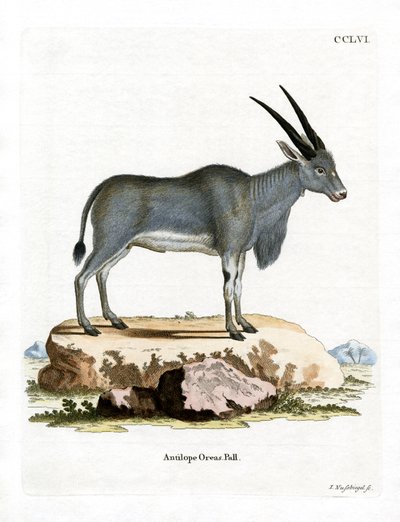 Eland-Antilope von German School