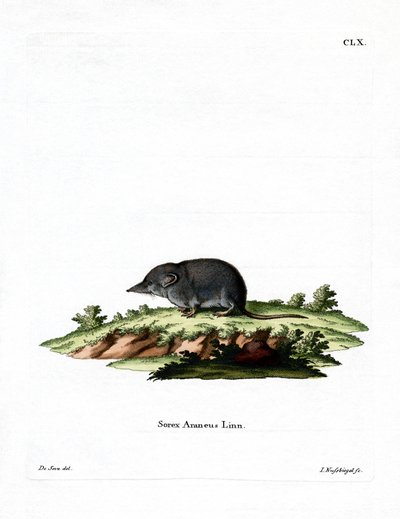 Eurasische Spitzmaus von German School