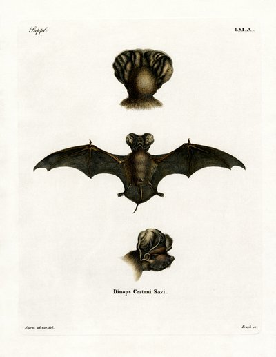 Europäische Freischwanzfledermaus von German School