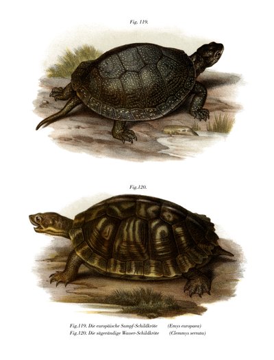 Europäische Sumpfschildkröte von German School