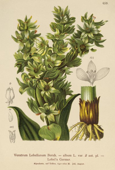 Weiße Germer (Veratrum album, Veratrum Lobelianum) von German School