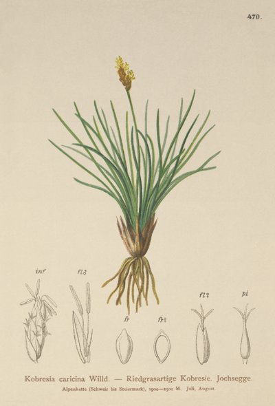 Falsche Segge (Kobresia simpliciuscula, Kobresia caricina) von German School