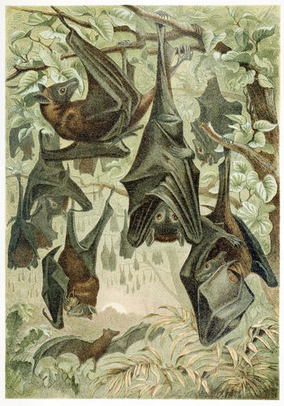 Flughunde, aus Brehms Tierleben, veröffentlicht 1860er Jahre von German School