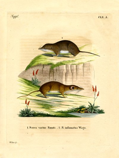 Waldspitzmaus von German School