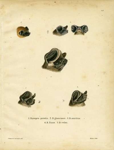 Freischwanzfledermäuse von German School