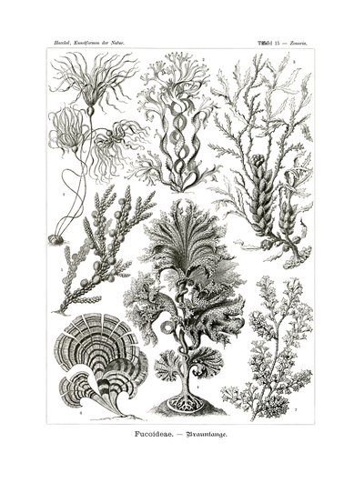 Fucoideae von German School