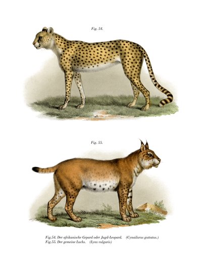 Gepard, 1860 von German School